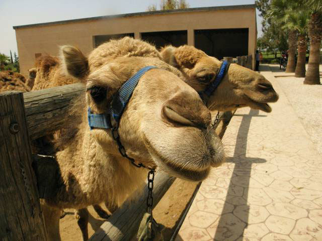 разведение верблюдов в ОАЭ